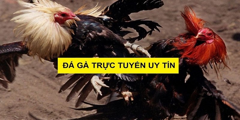 Trực Tiếp Đá Gà Campuchia Bình Luận Viên Sôi Động Tại Kubet