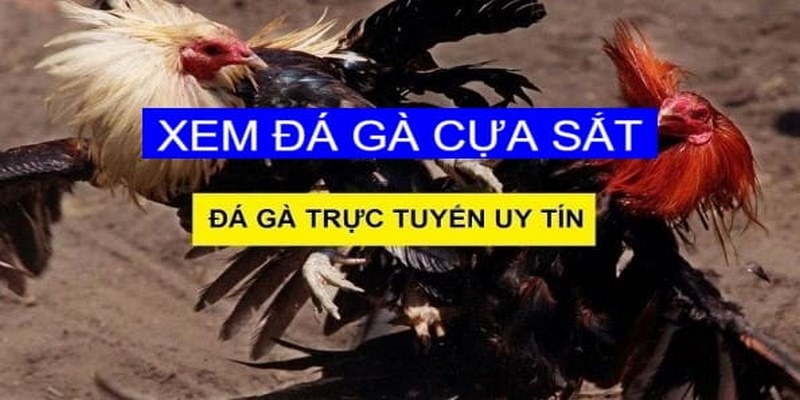 Đá Gà Cựa Sắt Trực Tiếp - Thỏa Mãn Đam Mê Mọi Kê Thủ