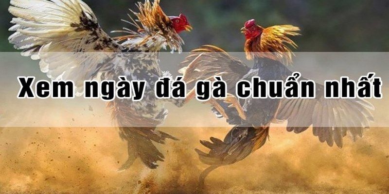 Xem Ngày Đá Gà - Bí Quyết Xem Chuẩn, Nhận Thưởng Lớn