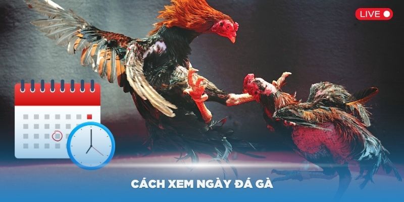 3 cách xem ngày đá gà hiệu quả nhất